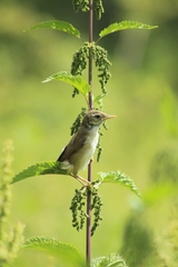 Acrocephalus palustris