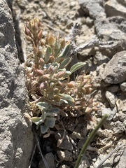 Physaria subumbellata
