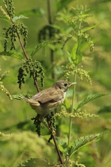 Acrocephalus palustris