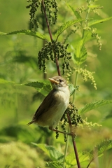 Acrocephalus palustris