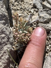 Physaria subumbellata