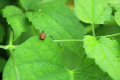 Lemini