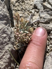 Physaria subumbellata