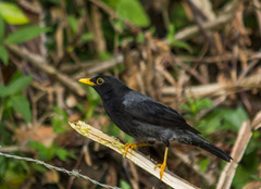 Turdus flavipes