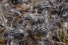 Celmisia laricifolia