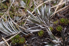 Celmisia laricifolia