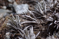 Celmisia laricifolia