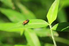 Dalmochrimnus nigriguttulus