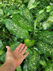 Dieffenbachia