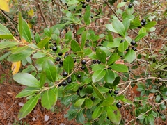 Ilex glabra