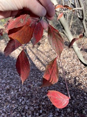 Cornus florida