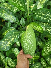 Dieffenbachia
