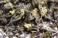 Anisotome imbricata imbricata