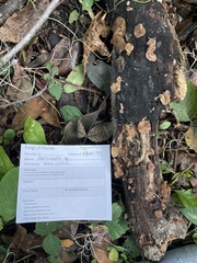 Auricularia angiospermarum