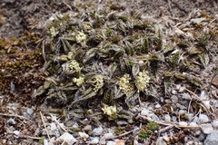 Anisotome imbricata imbricata