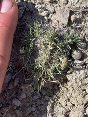 Astragalus spatulatus