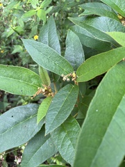 Croton peraeruginosus
