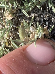 Astragalus spatulatus