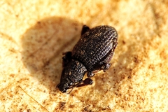 Limatogaster