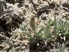Astragalus spatulatus