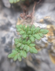 Oeosporangium