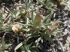 Astragalus spatulatus