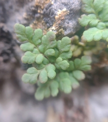 Oeosporangium