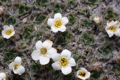 Myosotis pulvinaris
