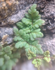 Oeosporangium