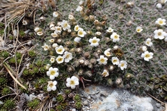 Myosotis pulvinaris