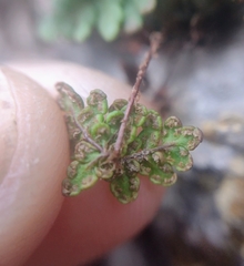 Oeosporangium