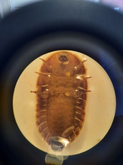 Psephenidae