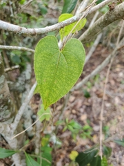 Dioscorea bulbifera
