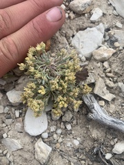 Physaria subumbellata