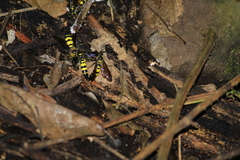 Xanthocampsomeris limosa