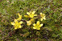Ranunculus gracilipes