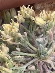 Physaria subumbellata