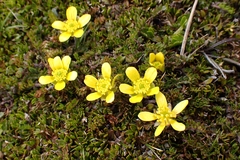 Ranunculus gracilipes