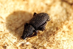 Limatogaster