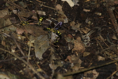 Xanthocampsomeris limosa