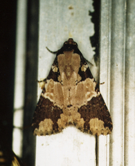 Condica cupentia