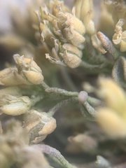 Physaria subumbellata