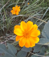 Tithonia rotundifolia
