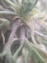 Physaria subumbellata