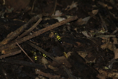 Xanthocampsomeris limosa