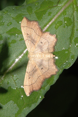 Idaea emarginata