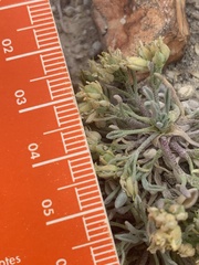 Physaria subumbellata