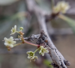 Gymnosporia senegalensis