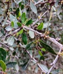 Gymnosporia senegalensis