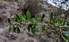 Gymnosporia senegalensis